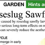 Daylily Fungus and Roseslugs