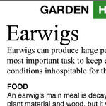 Earwigs and Spider Mites