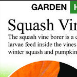 Squash Vine Borer