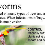 Bagworms
