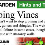 Compost, Lilacs and Vines