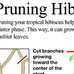 Tropical Houseplant Fall Care