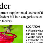 Fall Bird Feeders and Bulbs