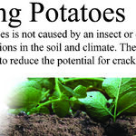 Fall Vegetable Garden Questions