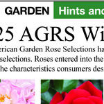 American Garden Rose Selections 2025 Winners