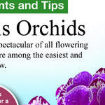 Easy-To-Grow Orchids