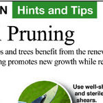 Early Spring Shrub Pruning