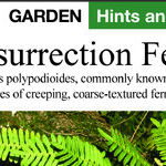 Resurrection Plants