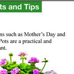 Mother's Day Flowers