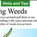Lawn Weeds: Everyone Has Them