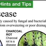 Cactus Diseases
