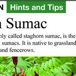 Sumac and Yew