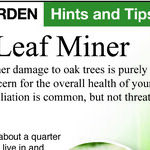 Oak Tree Problems