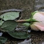 The Sincerest Remembrance