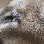Cougar Love: Smart, Silly -- or Both?