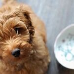 Heart Of Barkness