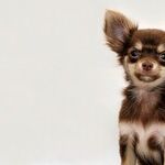 The Devil Eats Purina