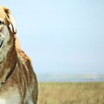 Service Animals Bark Back