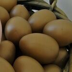 Wife's Empty Nest Egg