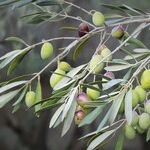 Extending an Olive Branch to Sister-In-Law