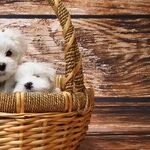 Designer Dog Breeds Problems