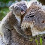 Wishing Readers a Happy Mother's Day