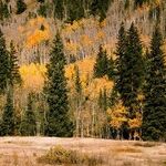 Small Cabin, Big Family Troubles