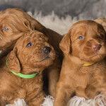 Pet Odors Impacting Home