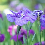 Wilting Relationship with Iris