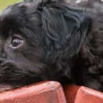 Dog Needs Training