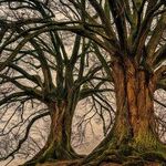 Family Tree