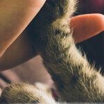 How to Give Your Cat a Pill