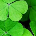 And Now 'She's' Irish Step Dancing