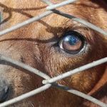 A Friend Who Abuses Animals Isn't a Good Friend