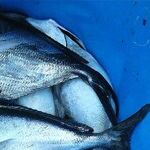 This Fish Stinks, but She's the Only One Who Can Smell It