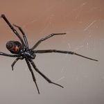 Did Her Father Marry a Black Widow?
