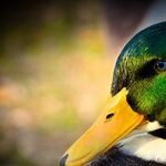 If It Tells You It's a Duck, It's a Duck