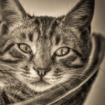 How to Cut the Cost of Owning a Pet