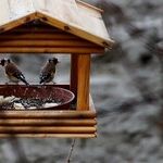 How to Squirrel-Proof a Bird Feeder