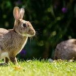 Rabbit-Bait Buffet