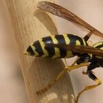 How to Trap Wasps and Other Great Reader Tips