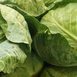 Stop the Carnage! No More Rotten Produce in the Garbage