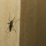 How to Get Rid of Mosquitoes