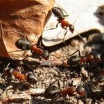 Readers in Search of Help with Ants and Sharks