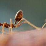 Quick and Easy Ways to Get Rid of Pesky Ants