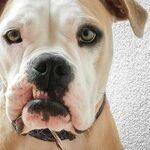 Ask Me Anything: Pre-Owned iPhones, Pet Stains, Carpet-Cleaning Machine