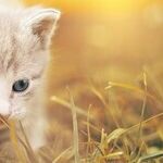Keep Kitties Out of the Sandbox