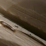 Ask Me Anything: Formica Restore, Silverfish Relief, Party Pressure