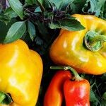 How to Make Your Own Highly Effective Fruit and Vegetable Spray