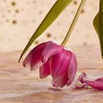 How to Persuade Cut Flowers to Last Twice as Long